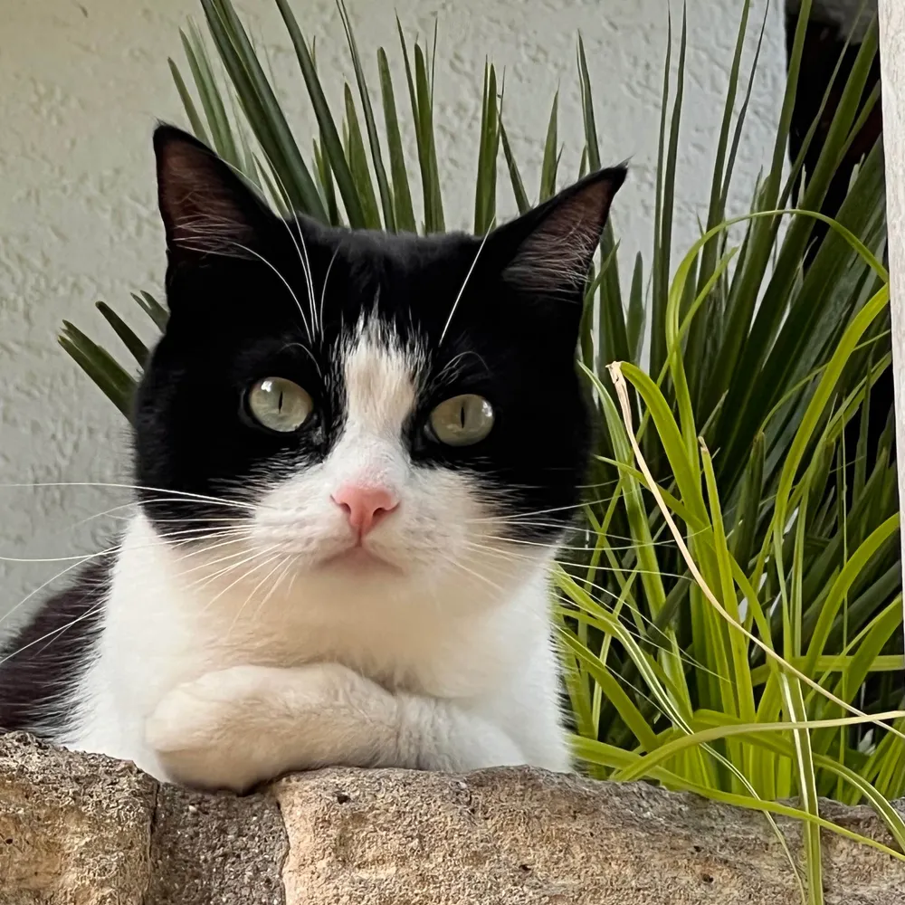 kafearless.bsky.social's profile picture