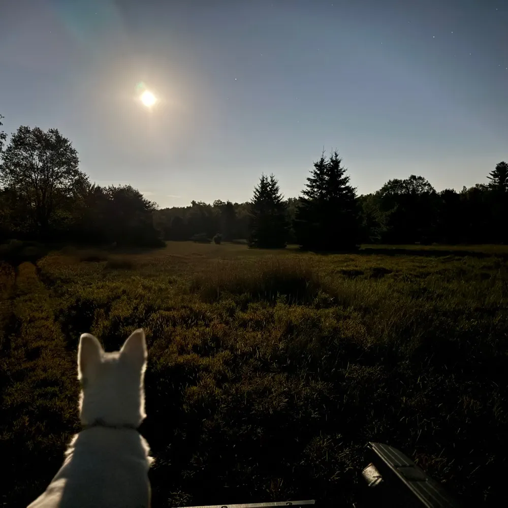 sendtheenvoy.bsky.social's profile picture