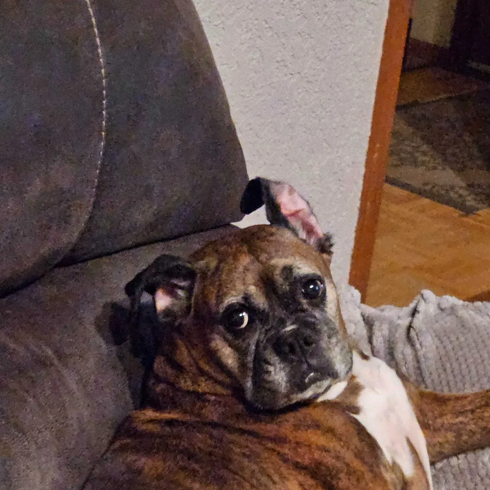 boxerdogmom.bsky.social's profile picture