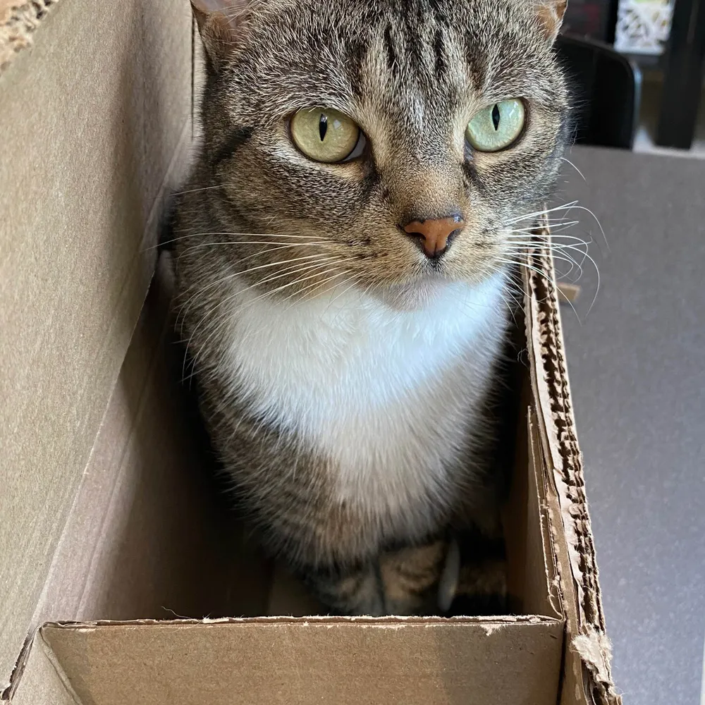 shopwithoutkids.bsky.social's profile picture