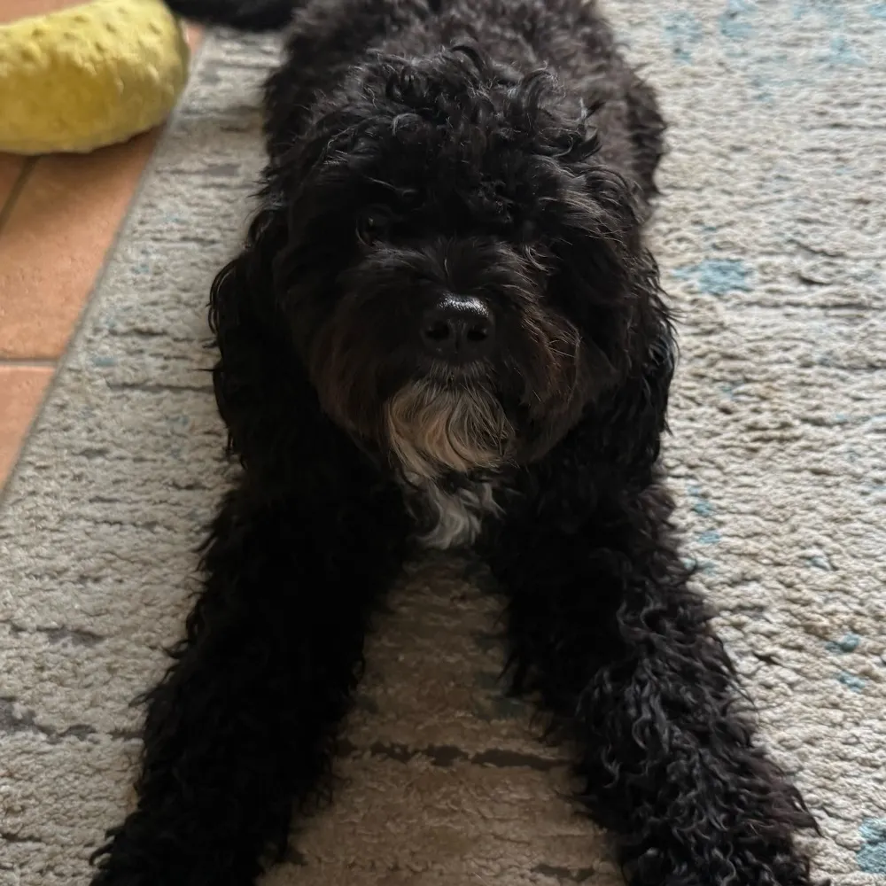 dogma2015k8s.bsky.social's profile picture