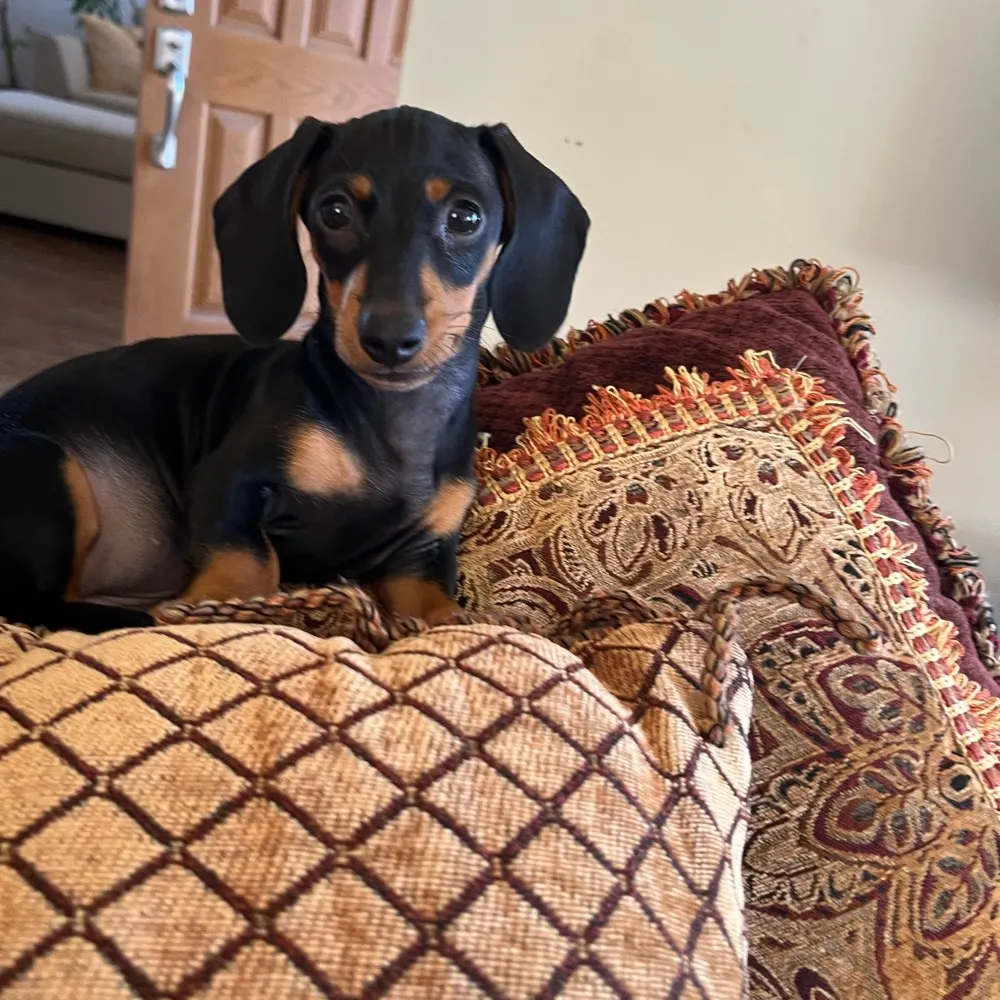 doxiemeadow.bsky.social's profile picture