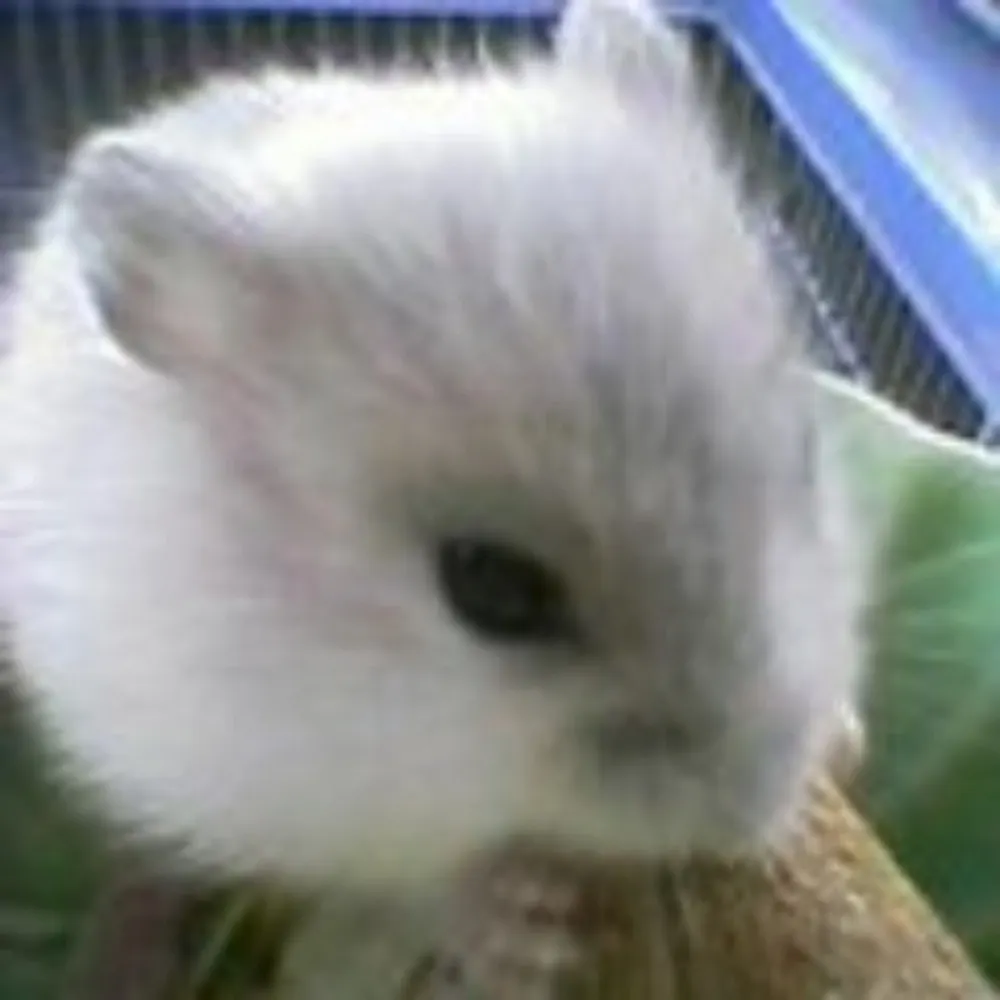 sana801.bsky.social's profile picture