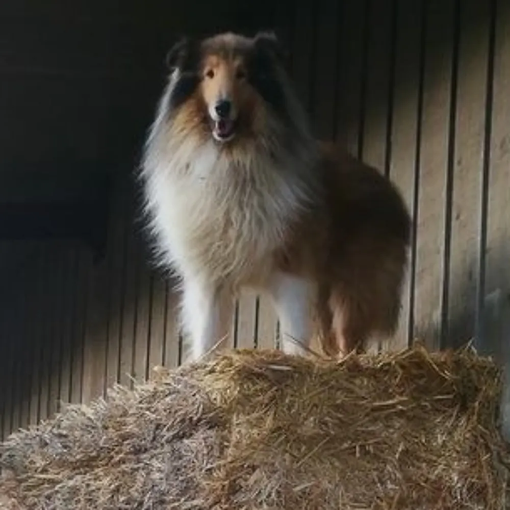 1i11y.bsky.social's profile picture