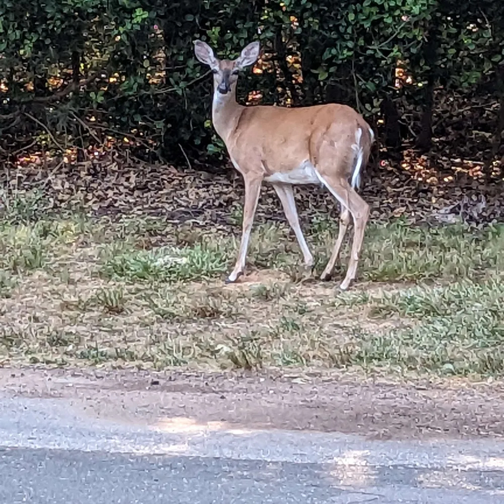 stcronin.bsky.social's profile picture