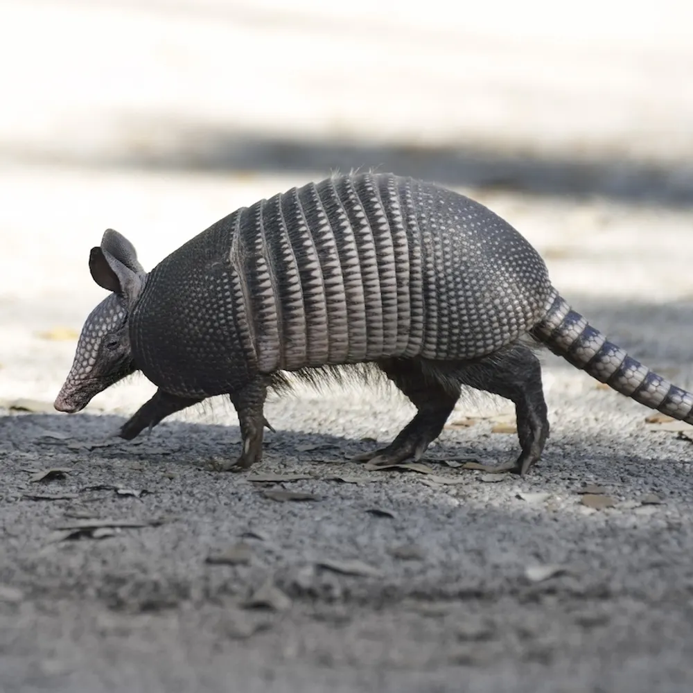 efftheineffable.bsky.social's profile picture