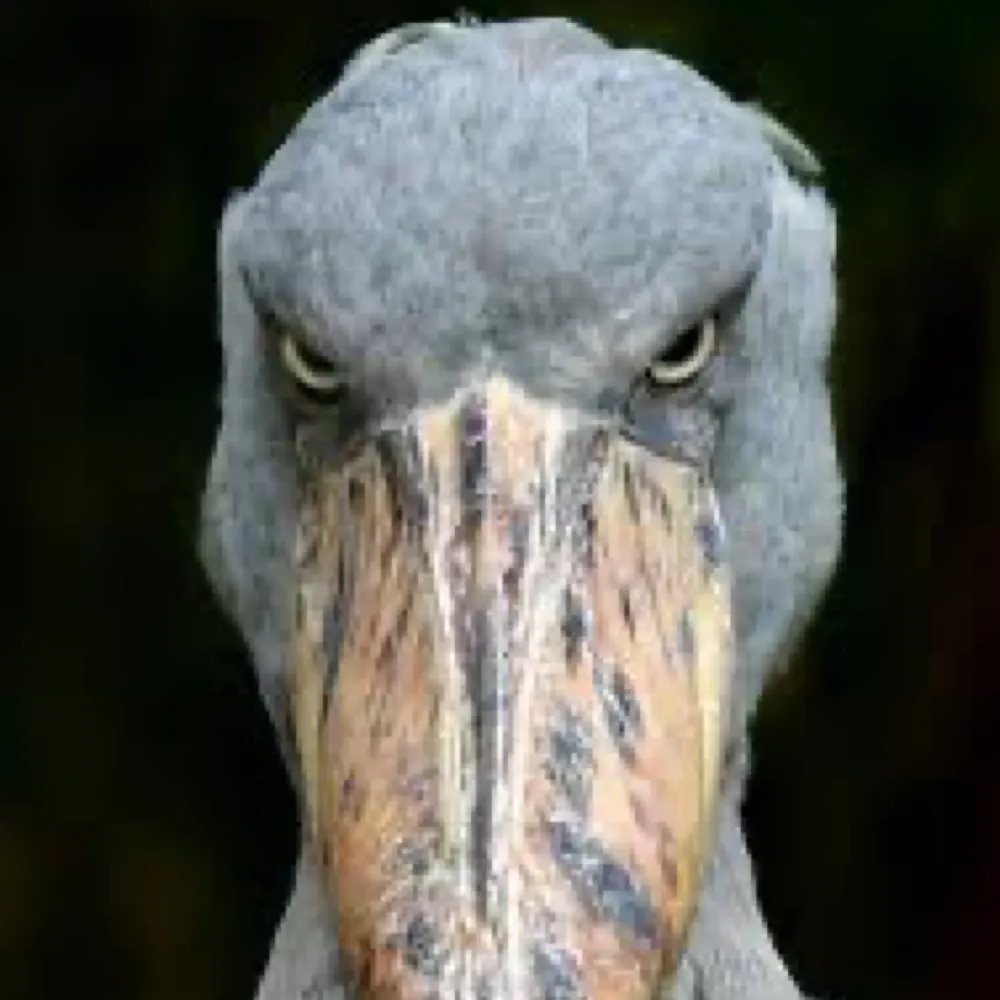 solsjo.bsky.social's profile picture