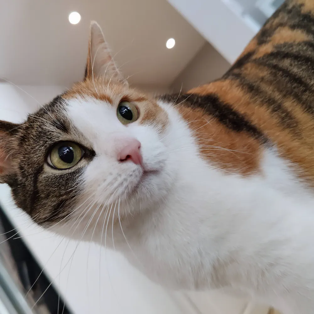 pirritin.bsky.social's profile picture