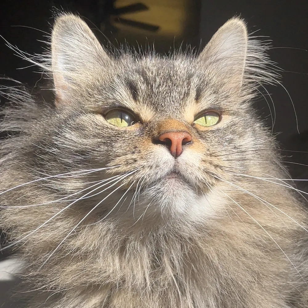 ammazzacattivi.bsky.social's profile picture