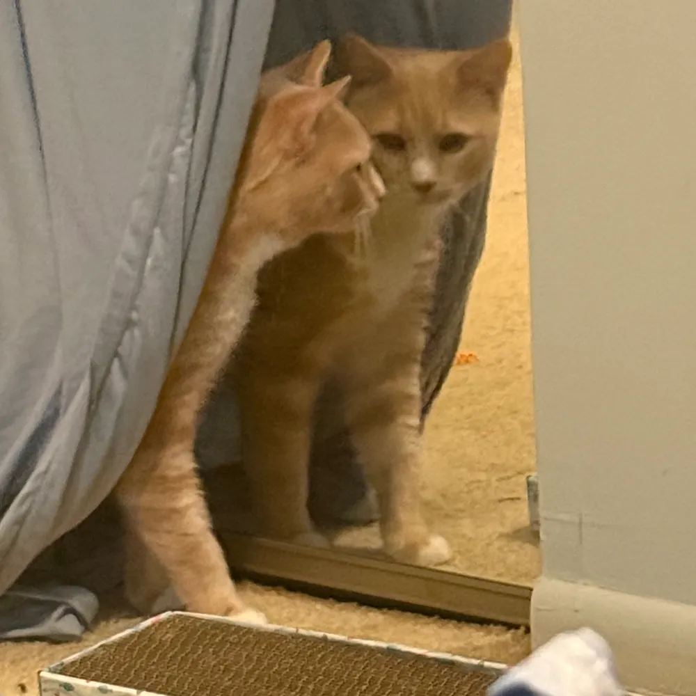 catfinated.bsky.social's profile picture