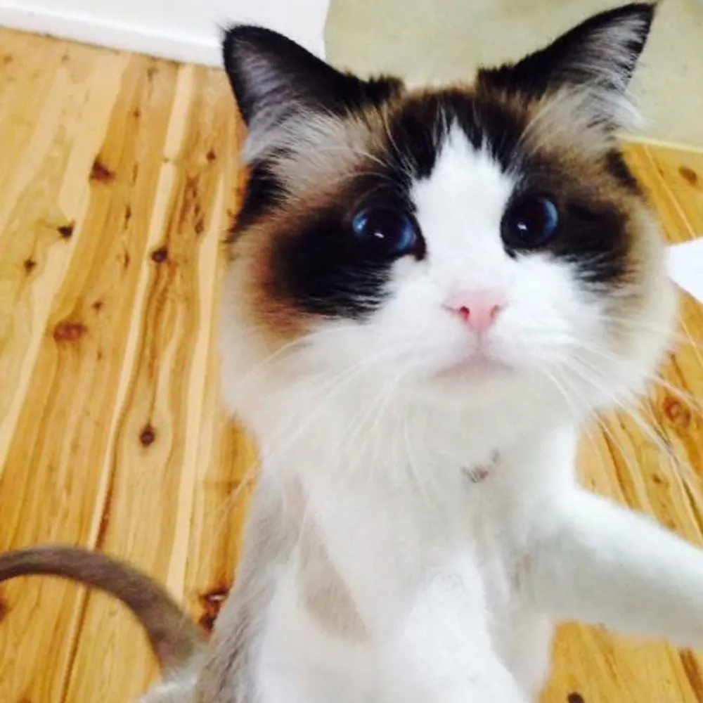 anonymoussewerrat.bsky.social's profile picture