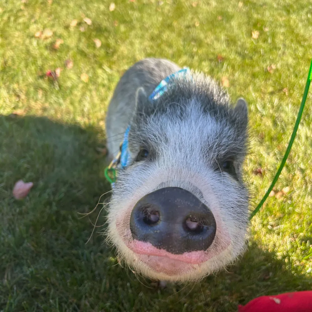 burghfansc.bsky.social's profile picture