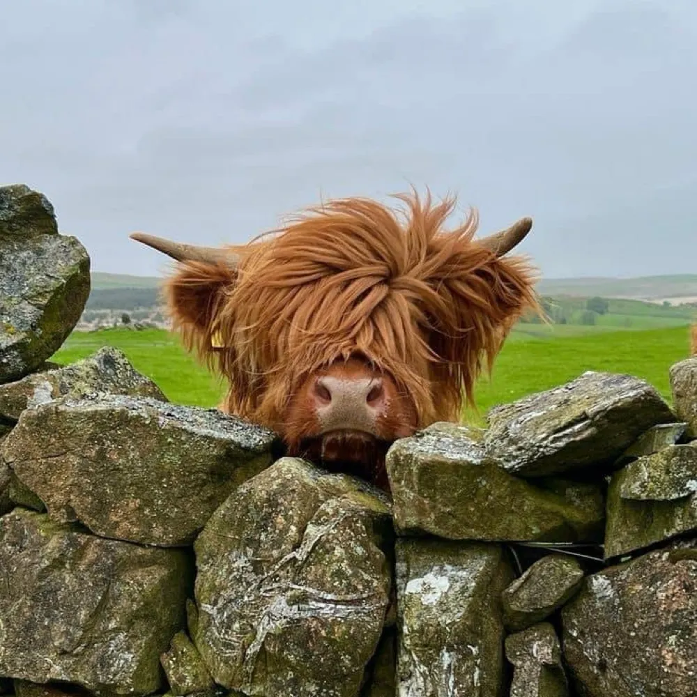 meteorgirl.bsky.social's profile picture