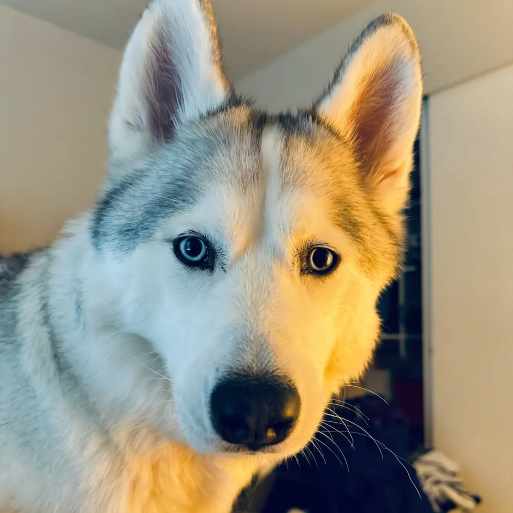 ericodinn.bsky.social's profile picture