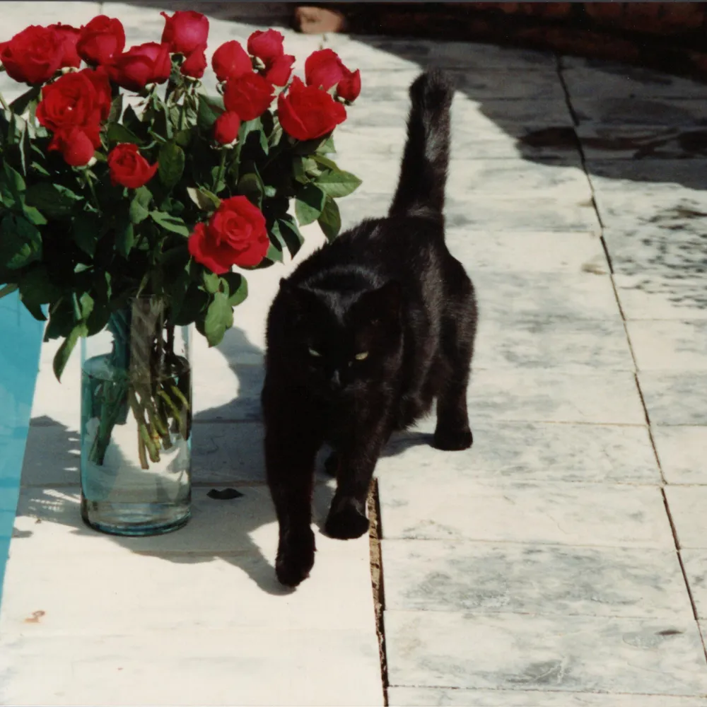 jchokonen.bsky.social's profile picture