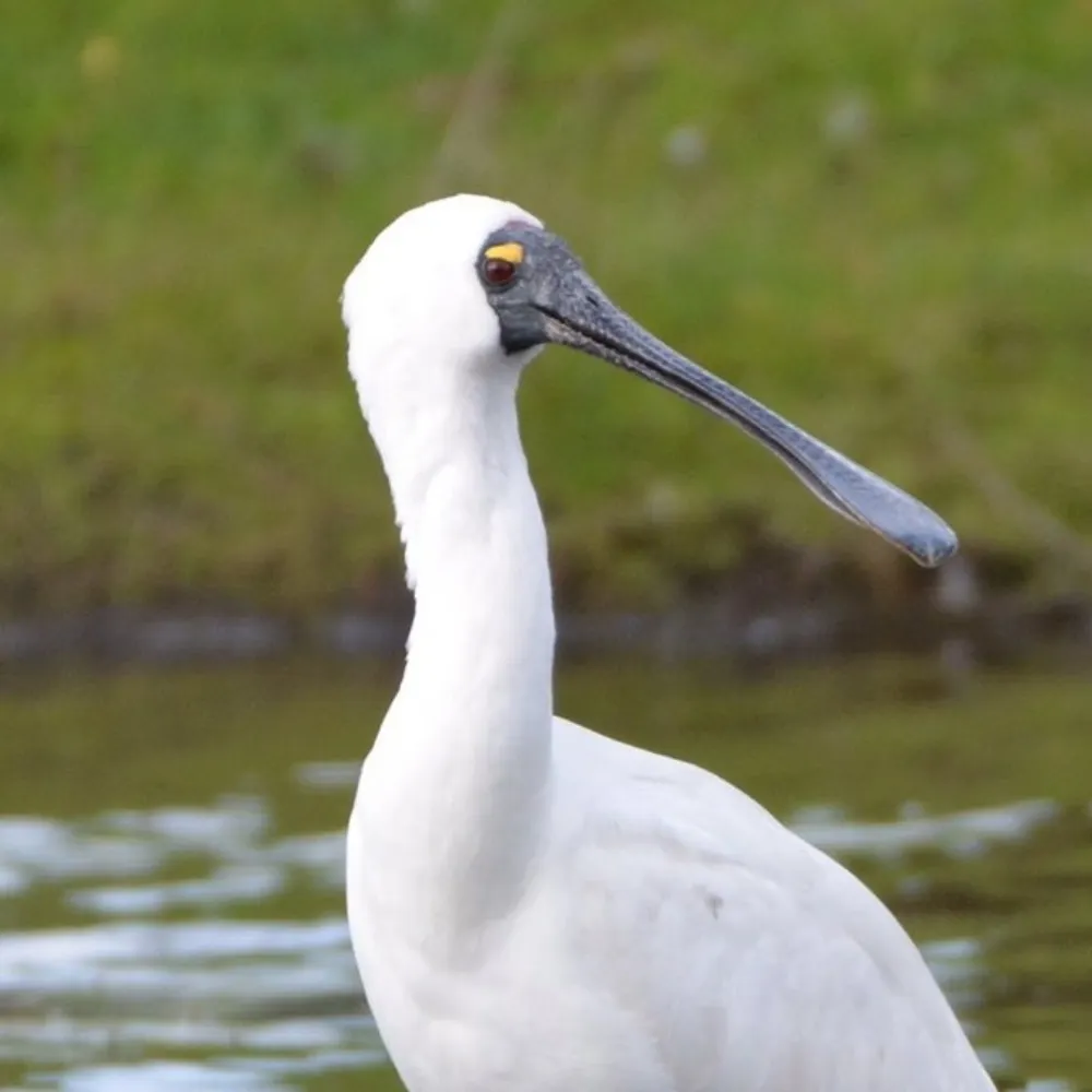 spoonbill.bsky.social's profile picture