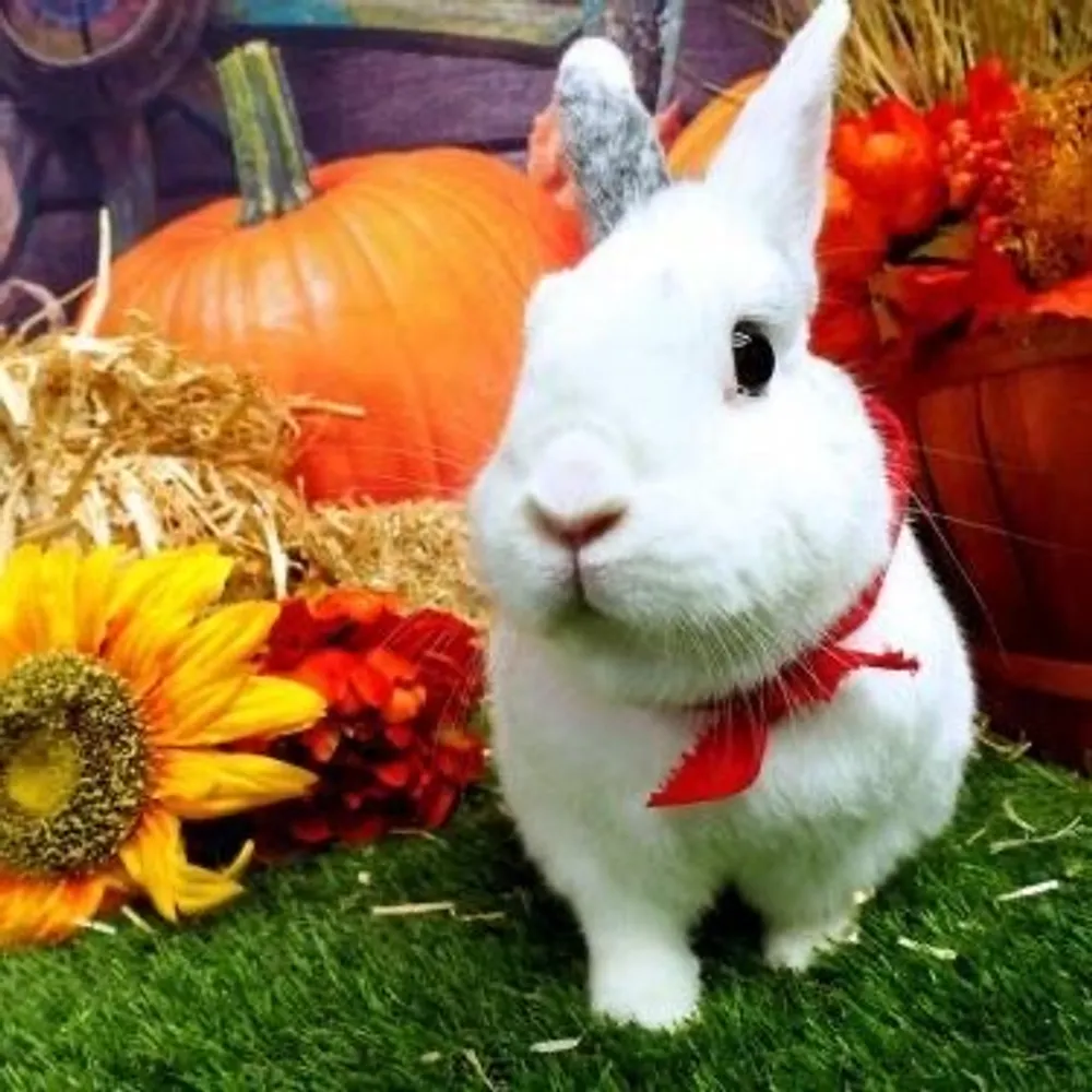 warriorrabbit.bsky.social's profile picture