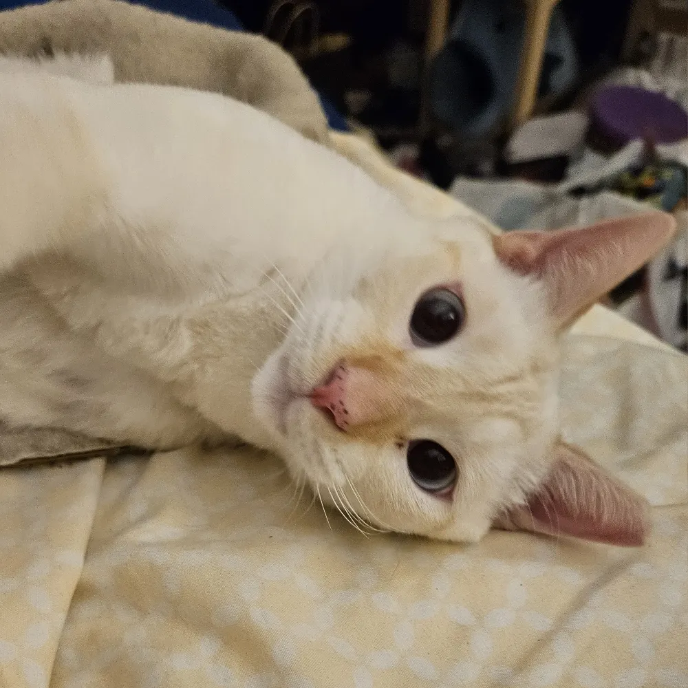 artec-cat.bsky.social's profile picture