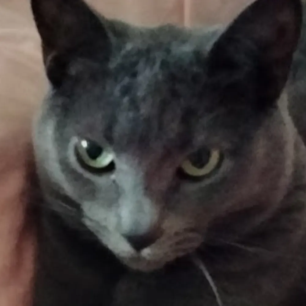 therealbcf.bsky.social's profile picture