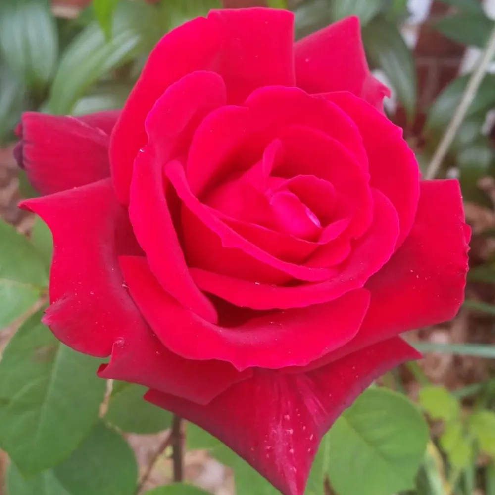 annamaespoet.bsky.social's profile picture