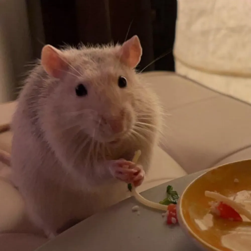 crabapplecrepe.bsky.social's profile picture