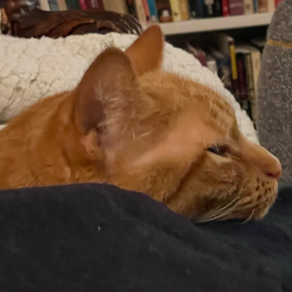 orcwizard.bsky.social's profile picture