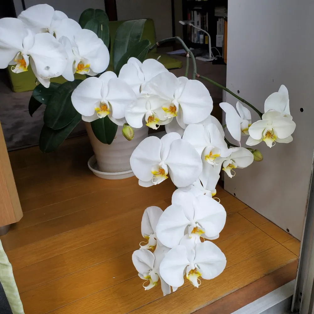 starseeker0706.bsky.social's profile picture