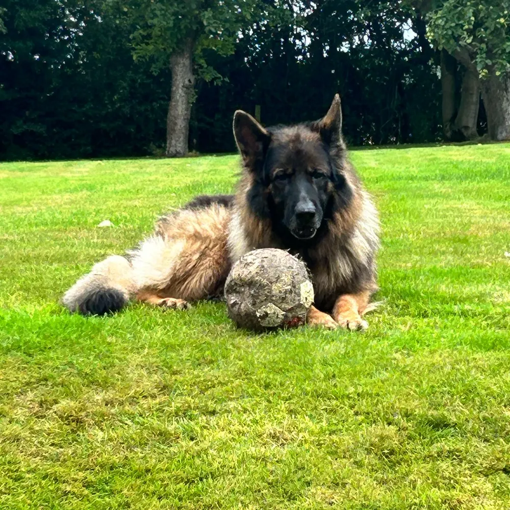 llamalady.bsky.social's profile picture