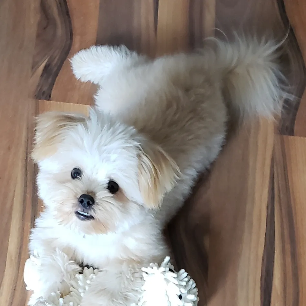 catchfallingstars.bsky.social's profile picture