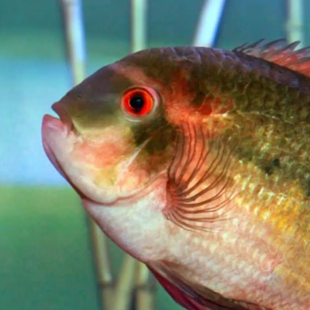 hypsel.bsky.social's profile picture