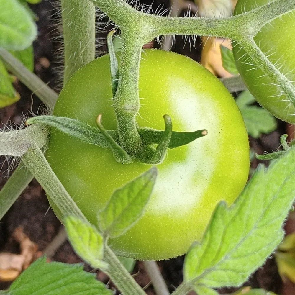 sidremus.bsky.social's profile picture