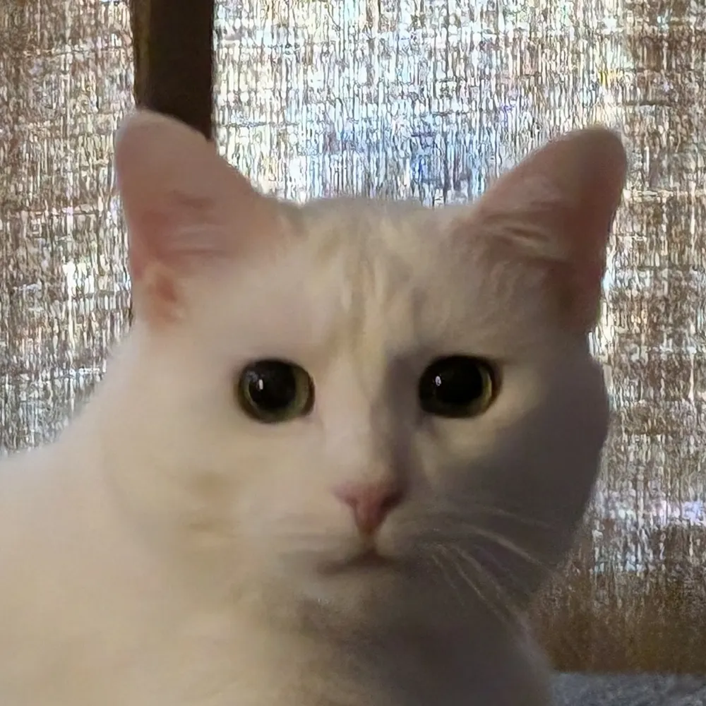 rc-meatpuppet.bsky.social's profile picture