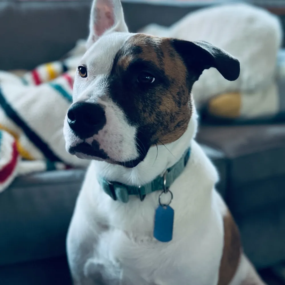 lasmitty.bsky.social's profile picture