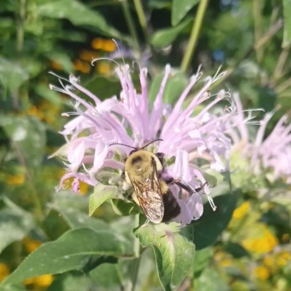 rhubarb-and-rue.bsky.social's profile picture