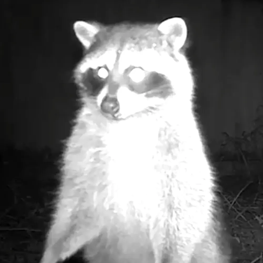 hantifa.bsky.social's profile picture