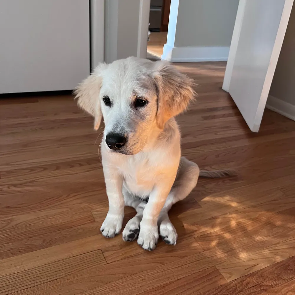 billwalsh.bsky.social's profile picture