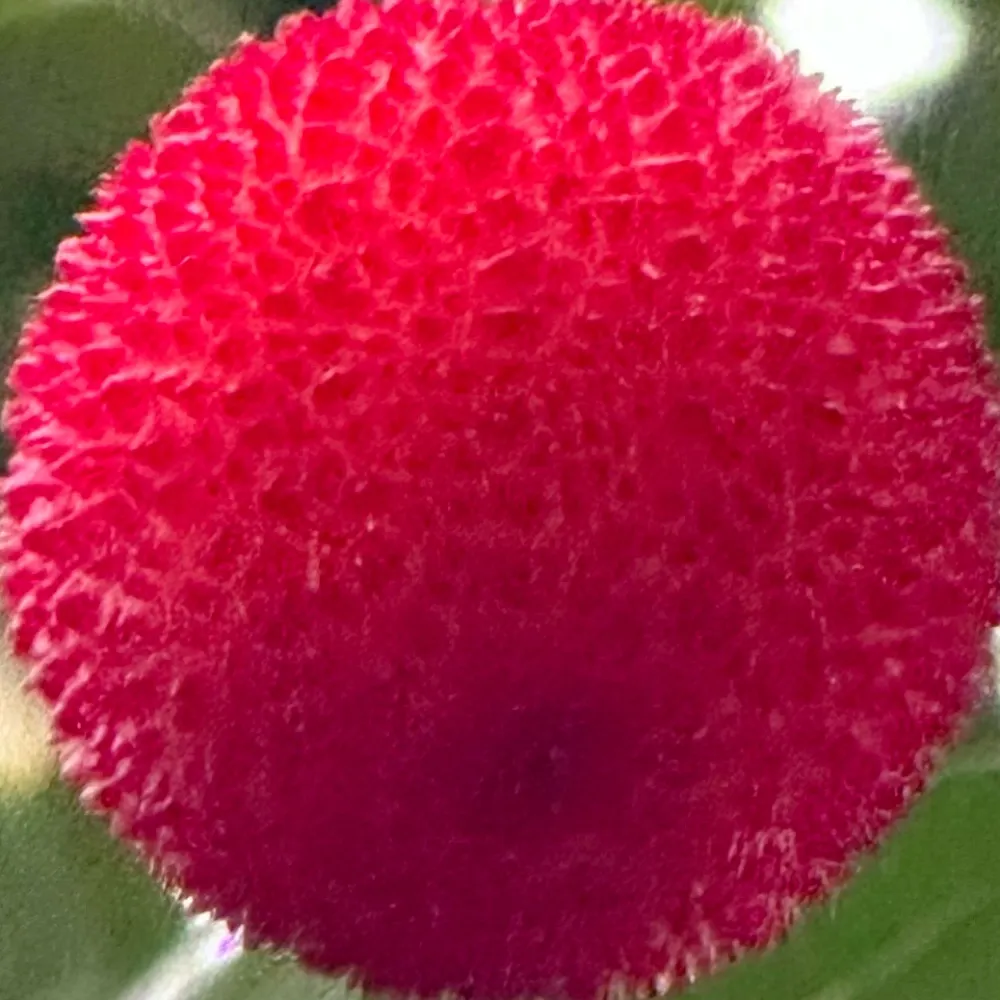 pbot.bsky.social's profile picture