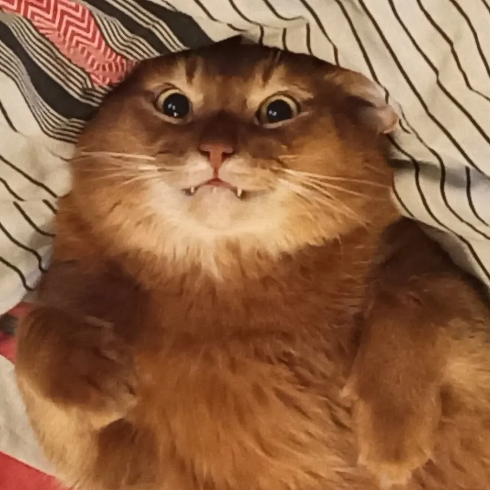 imposeren.org's profile picture