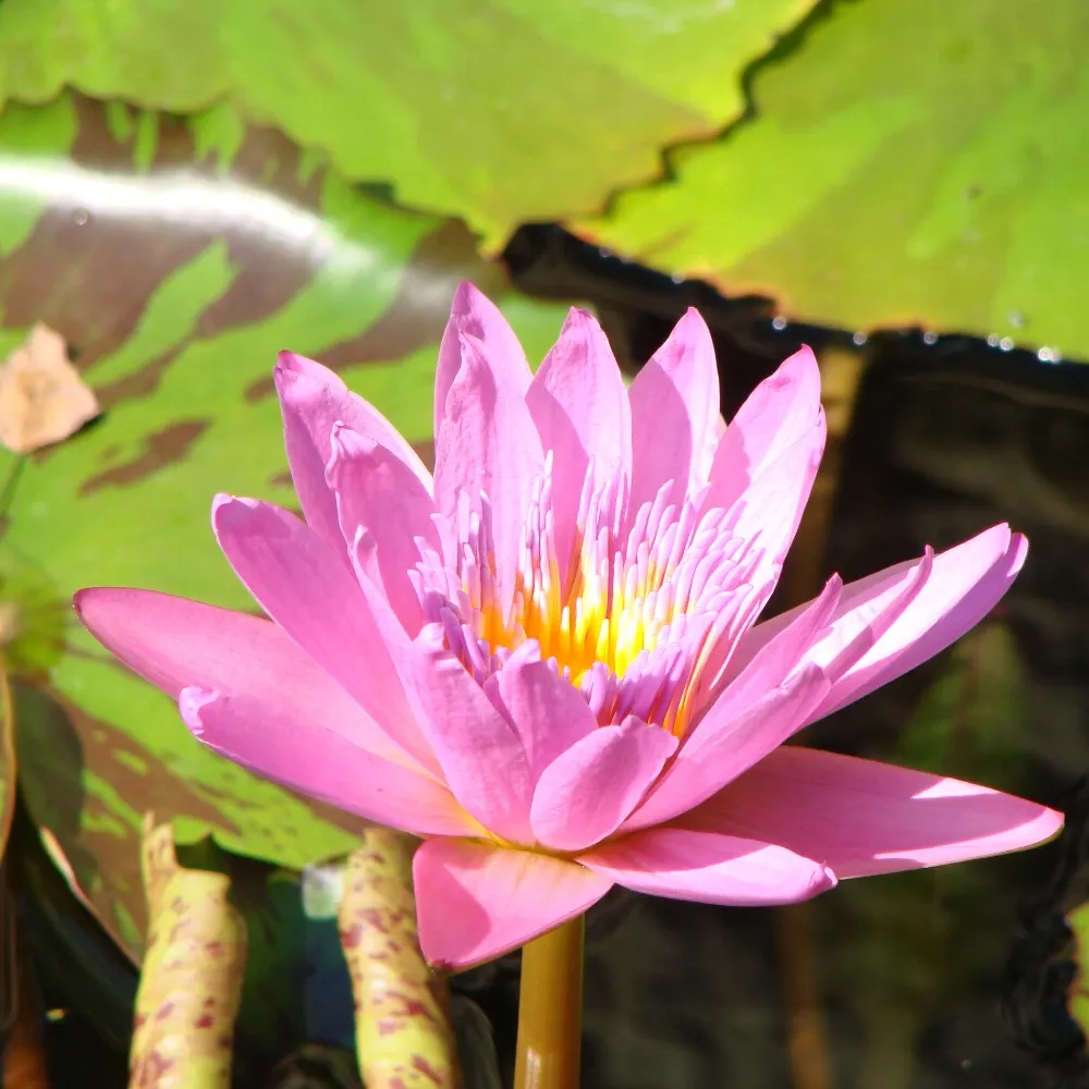 wulphram.bsky.social's profile picture