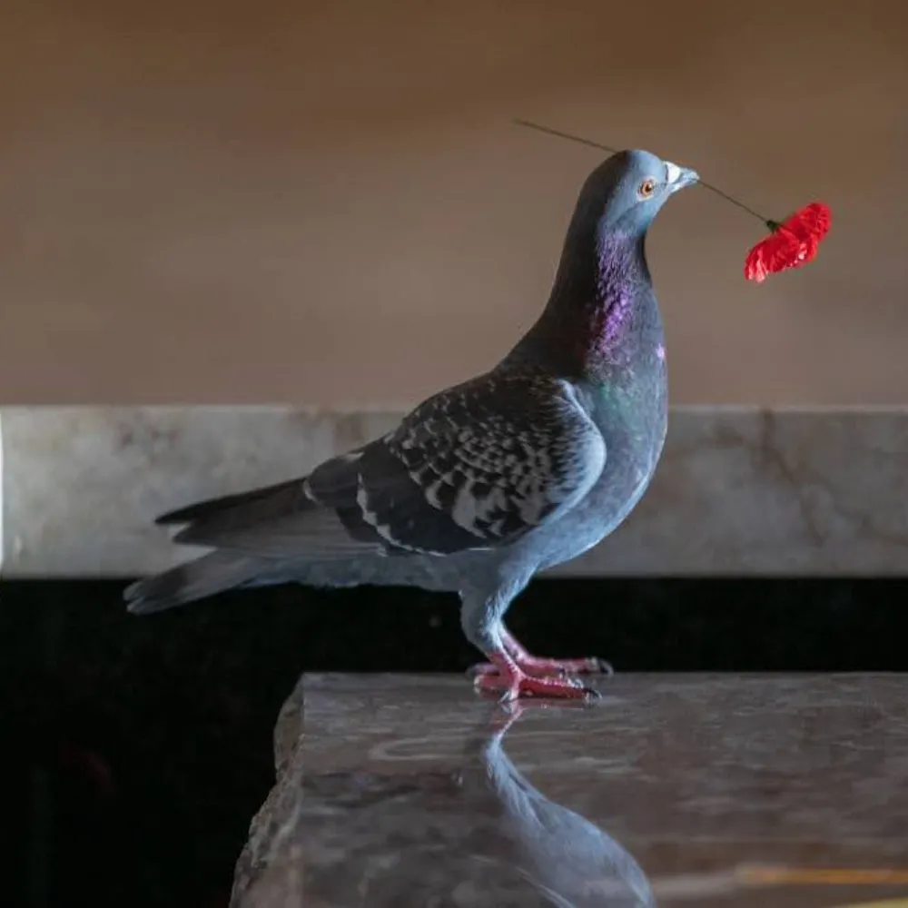 rosiecat2.bsky.social's profile picture