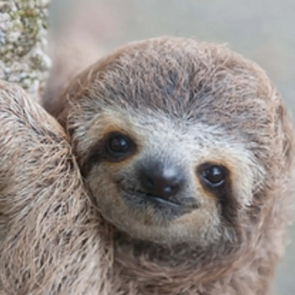 elmtree213.bsky.social's profile picture