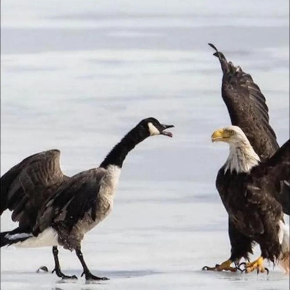 canadiangenxog.bsky.social's profile picture