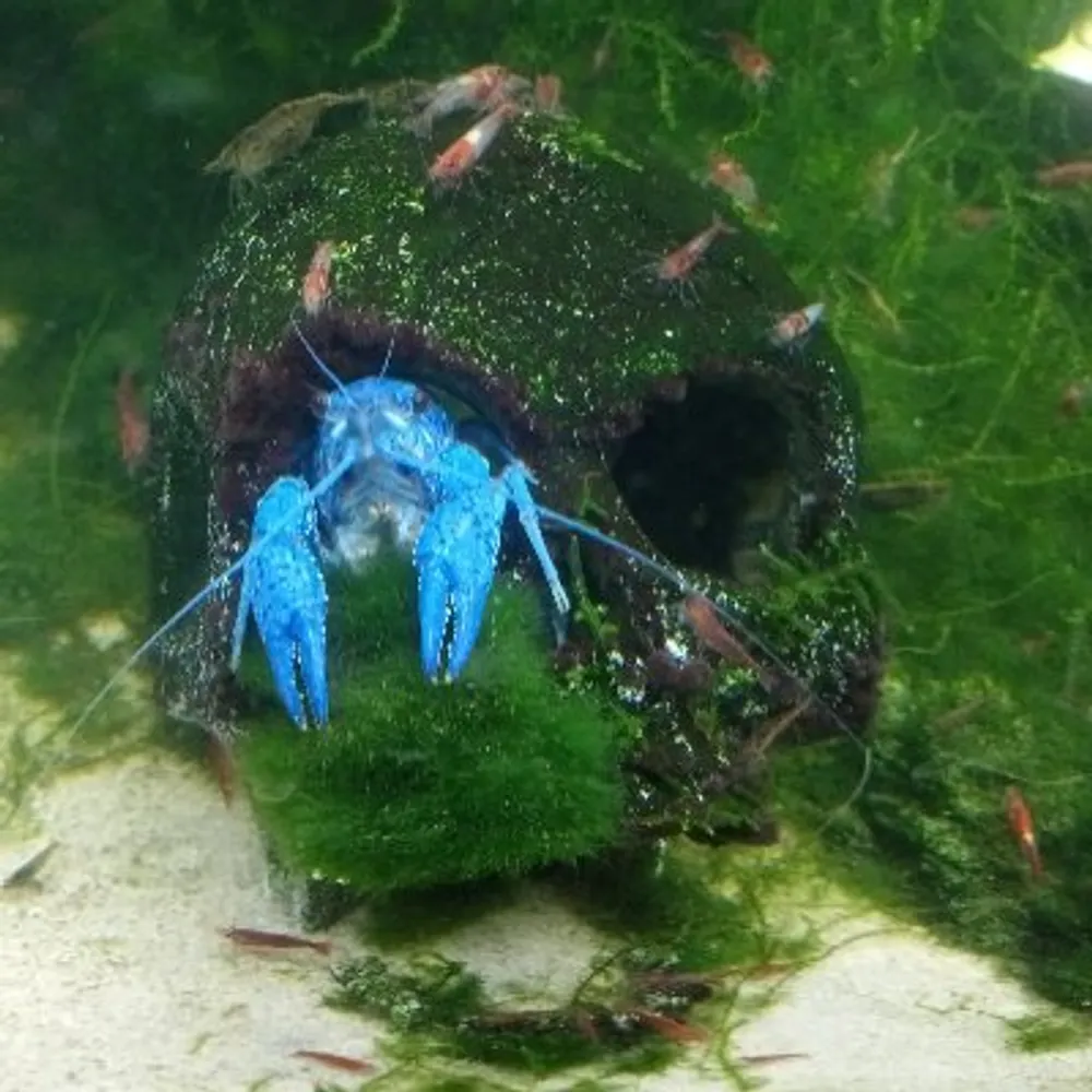 cowardlylafaard.bsky.social's profile picture