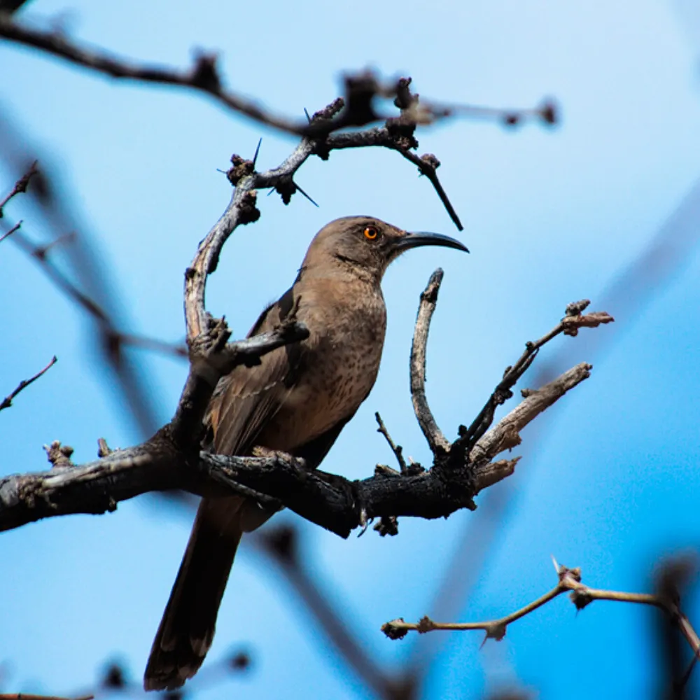 pecunium.bsky.social's profile picture