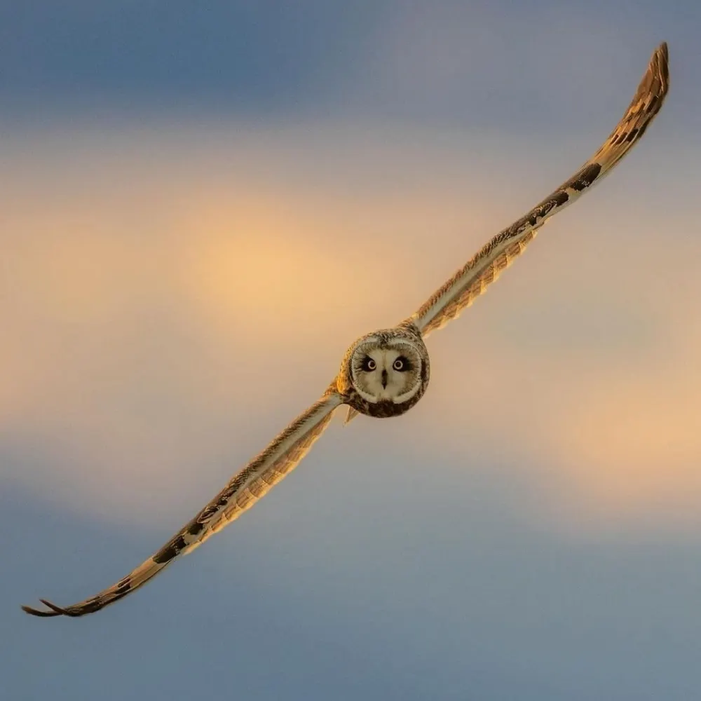 leskatspr.bsky.social's profile picture