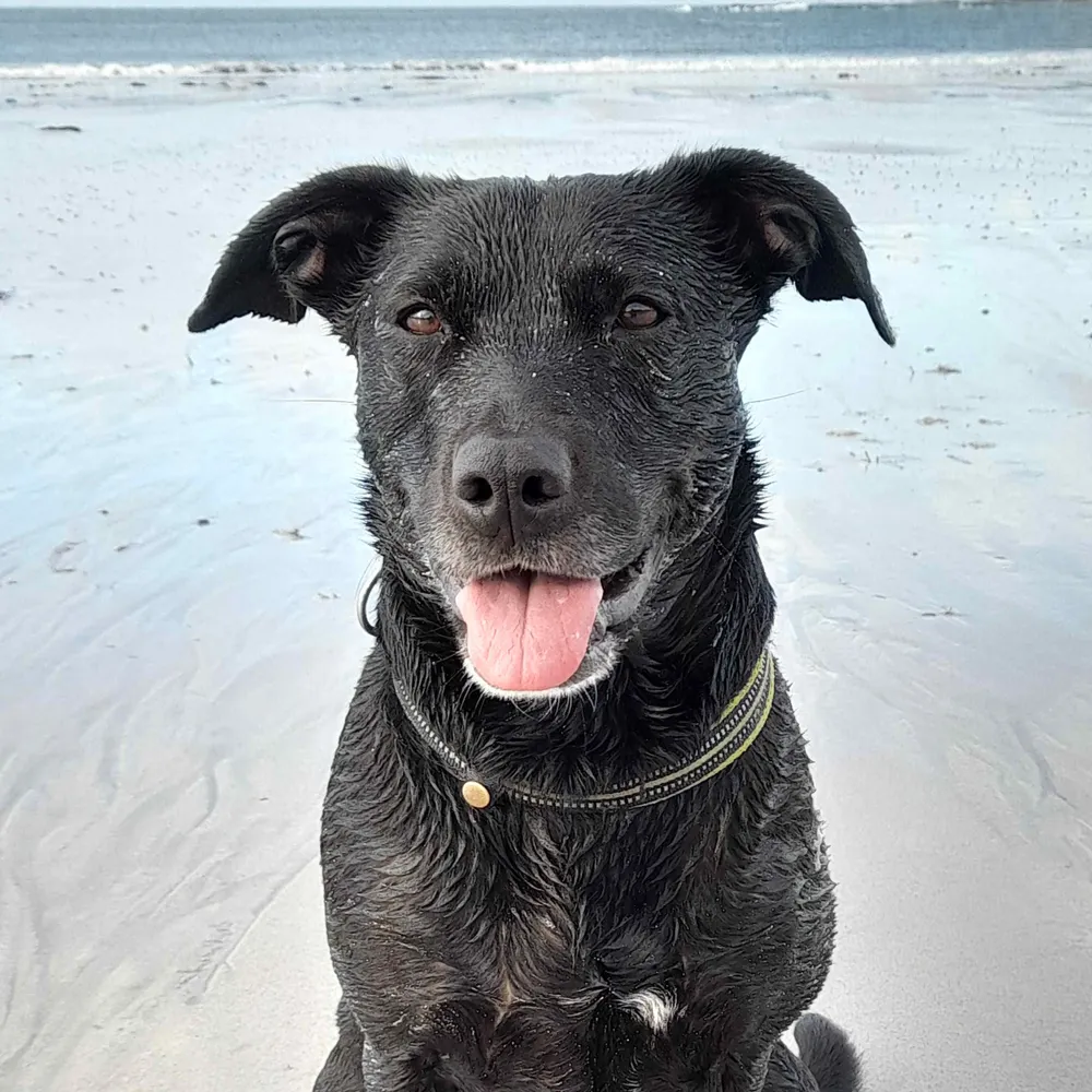 teajunkie.bsky.social's profile picture