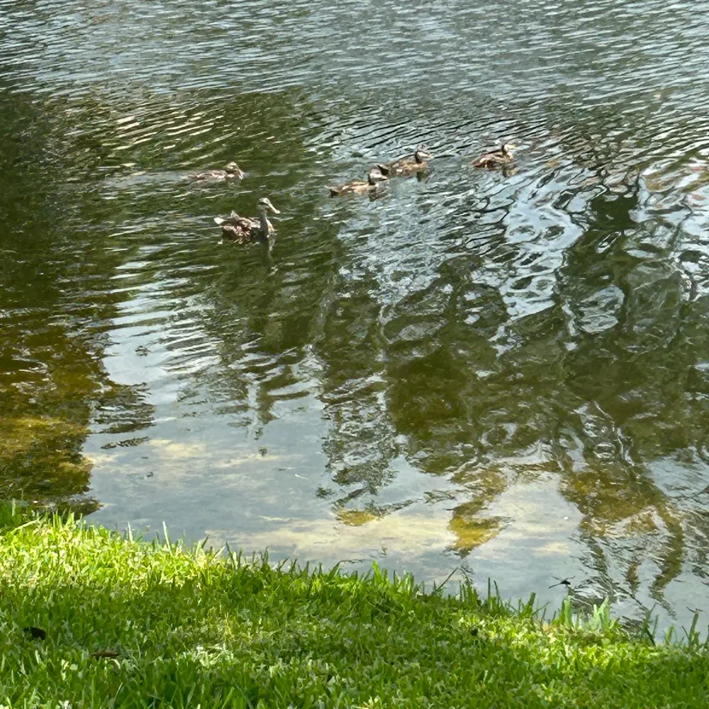 mayangelsandheroes.bsky.social's profile picture