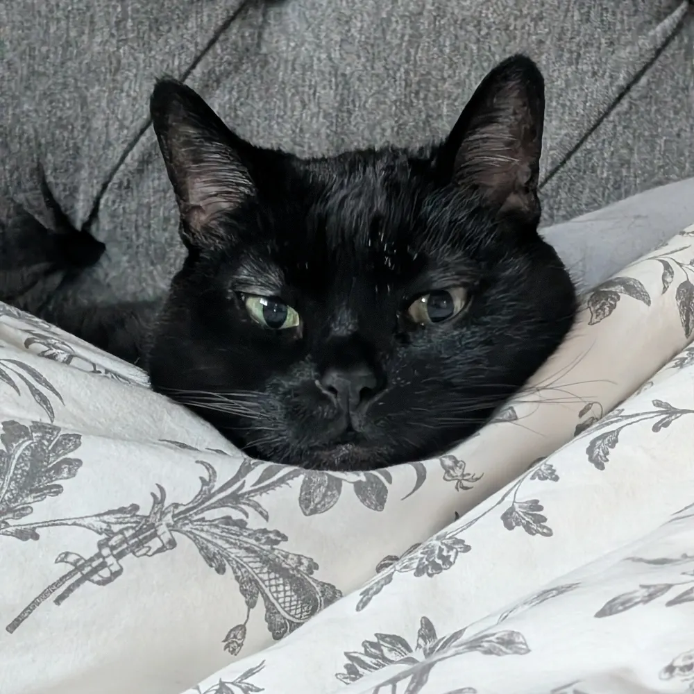 williamthecat.bsky.social's profile picture