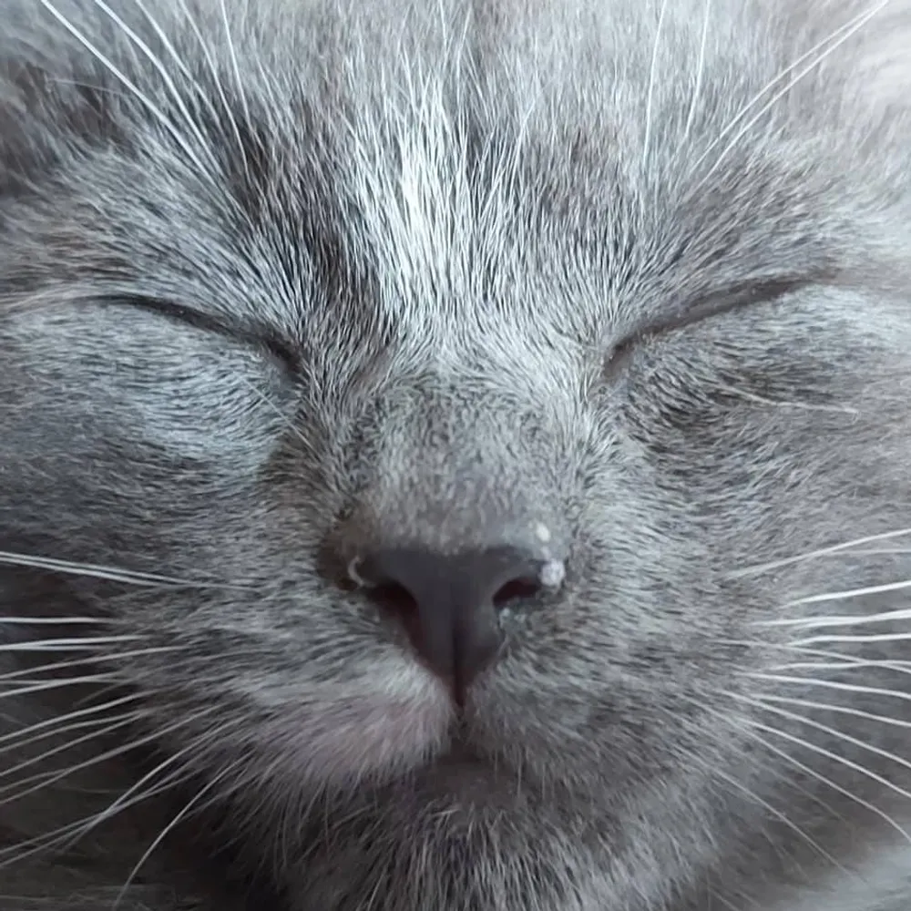 microrave.bsky.social's profile picture