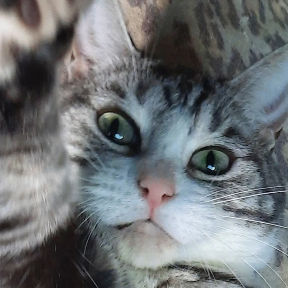 janniemcjanjan.bsky.social's profile picture